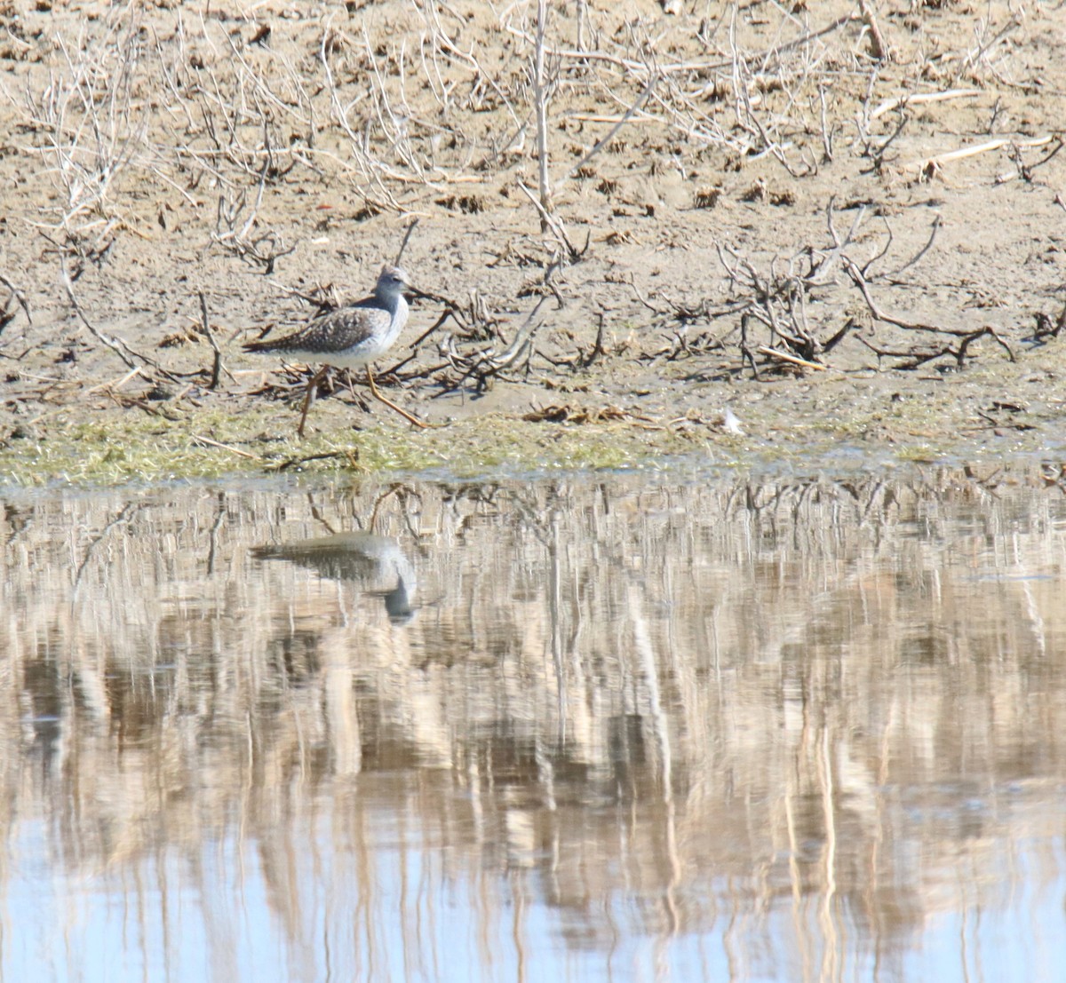 Lesser Yellowlegs - ML325419641