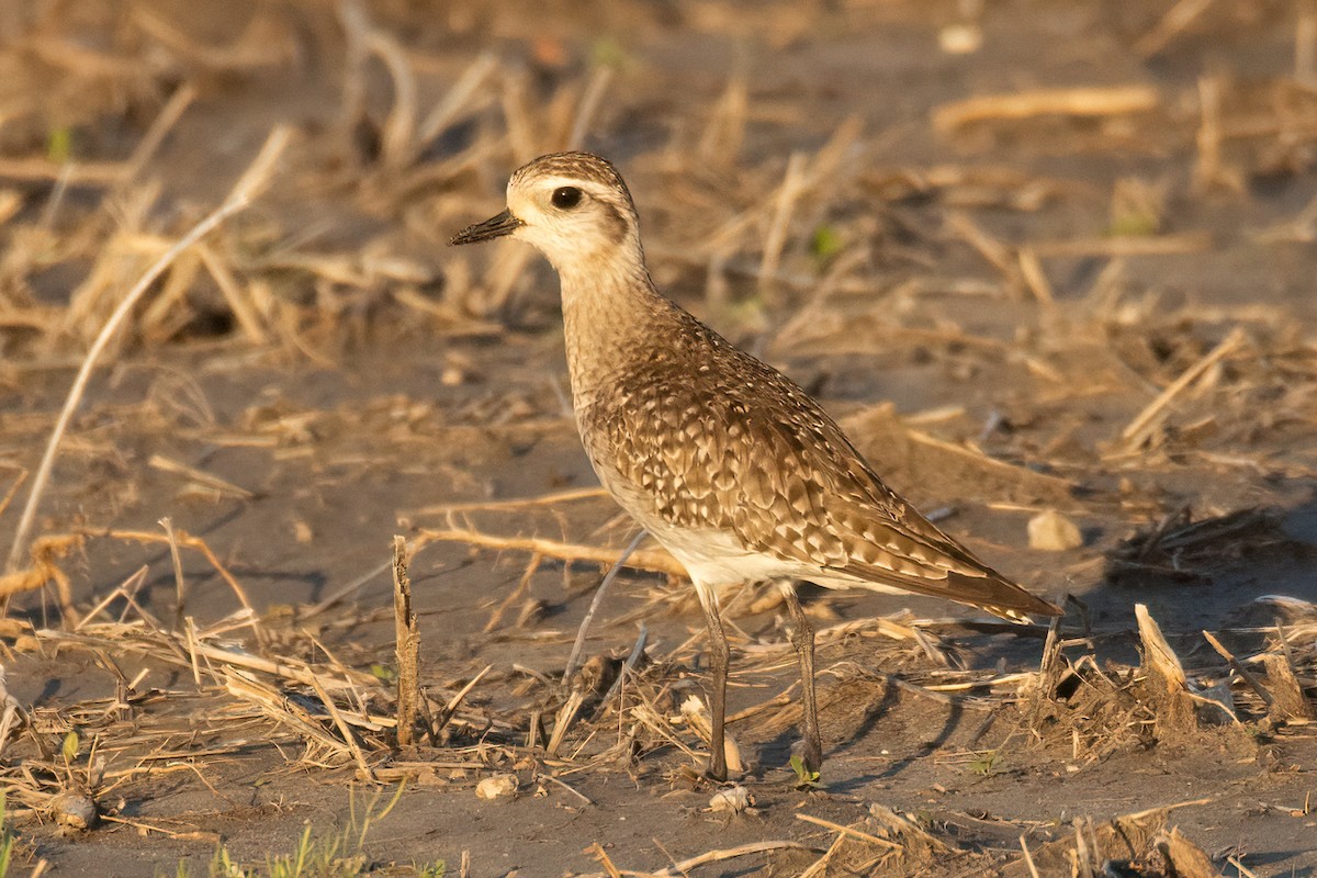 American Golden-Plover - ML325419911