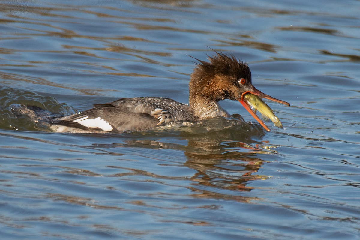 Red-breasted Merganser - ML325420691