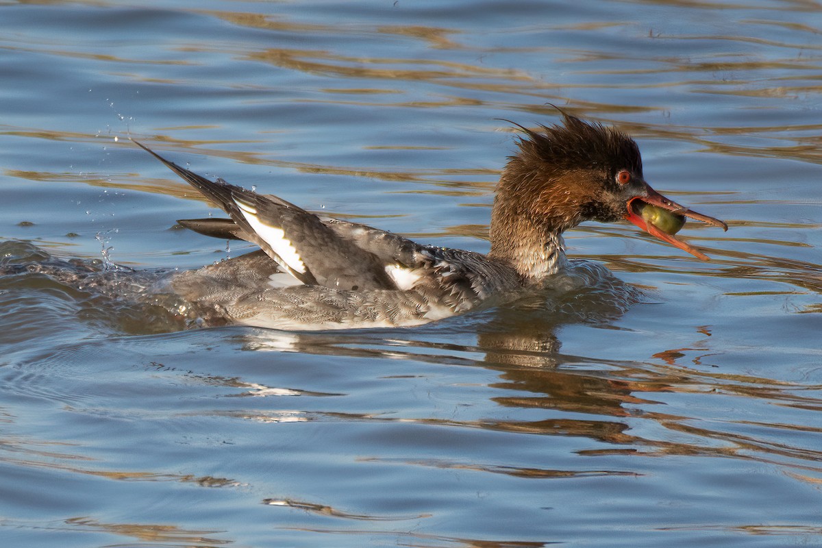 Red-breasted Merganser - ML325420701