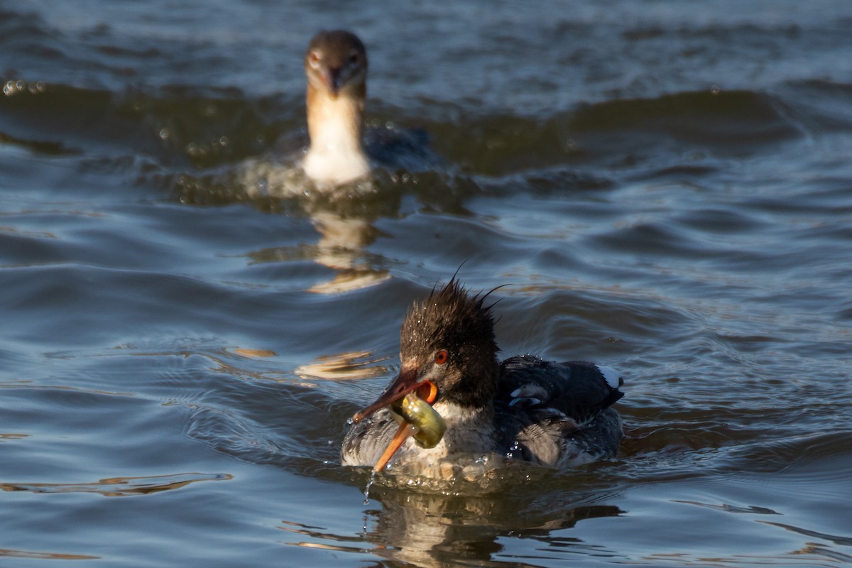 Red-breasted Merganser - ML325420711