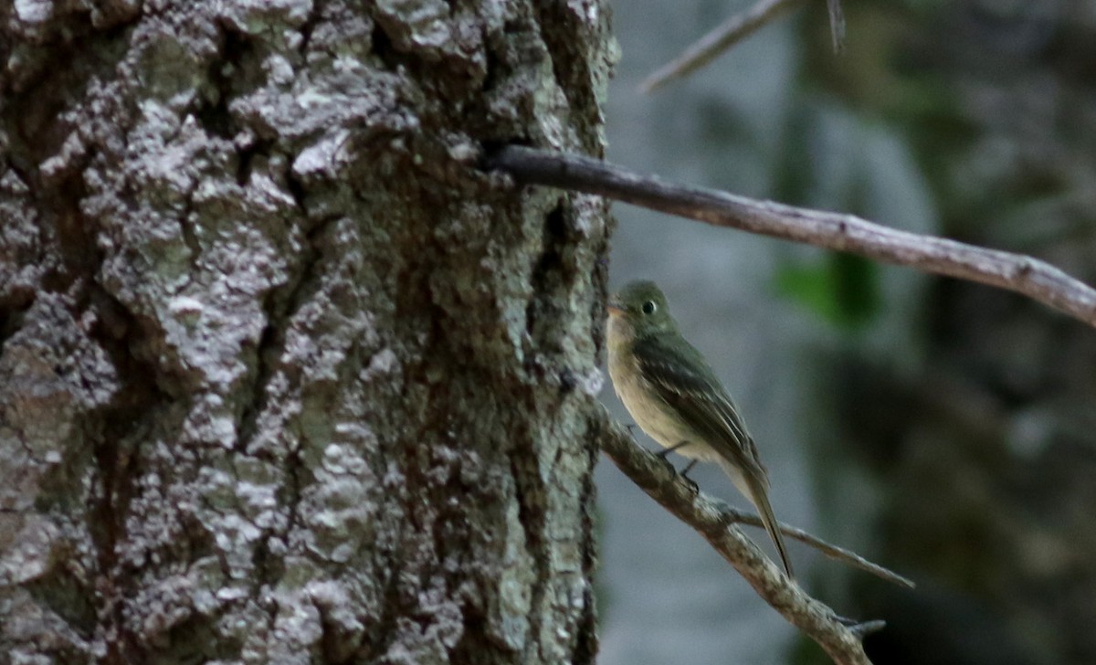 Western Flycatcher (Cordilleran) - ML32542091