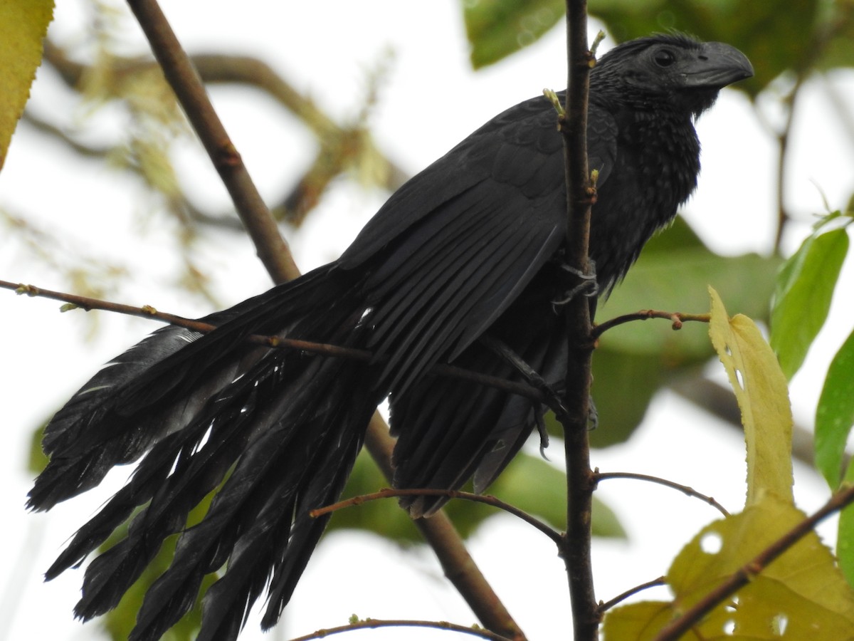 Groove-billed Ani - Johana Zuluaga-Bonilla