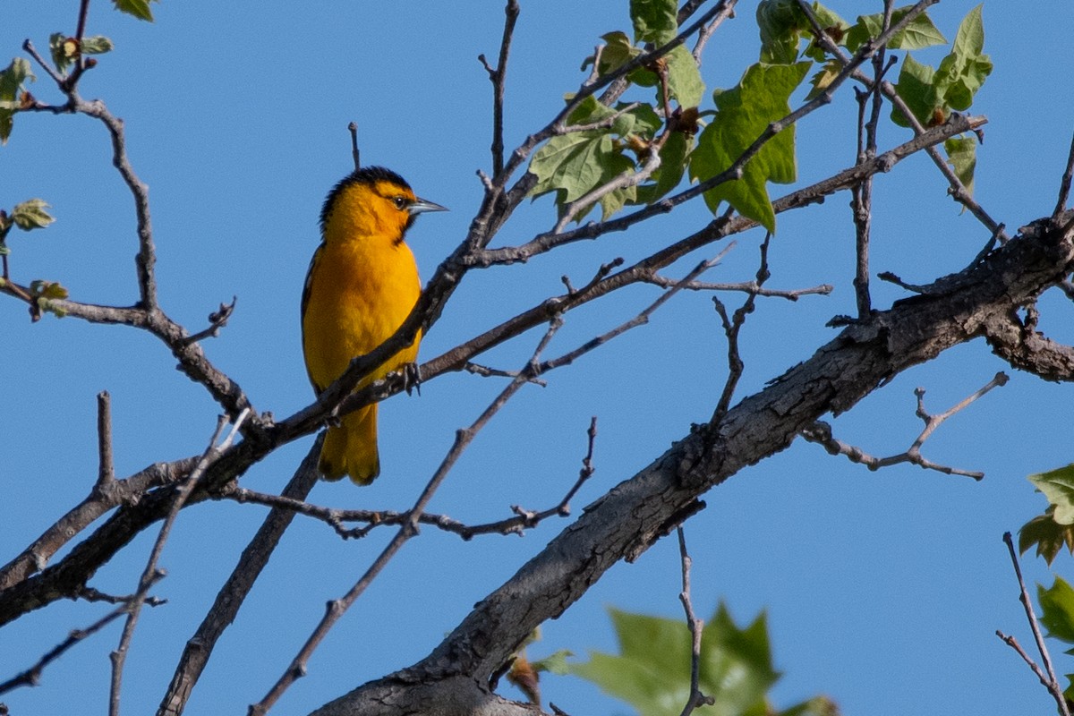 Bullock's Oriole - ML325422521