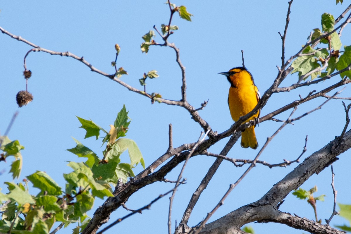 Oriole de Bullock - ML325422541