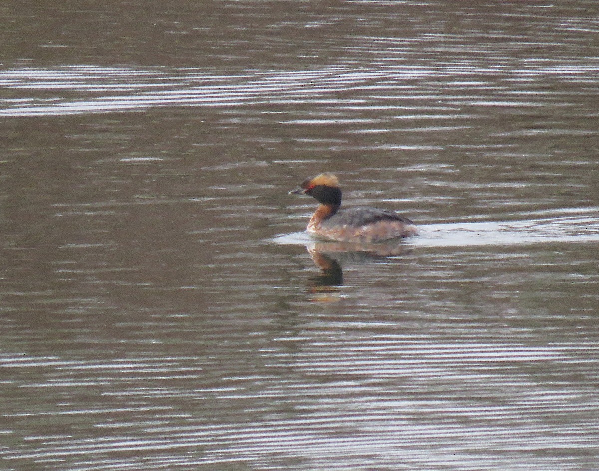 Horned Grebe - ML325422601