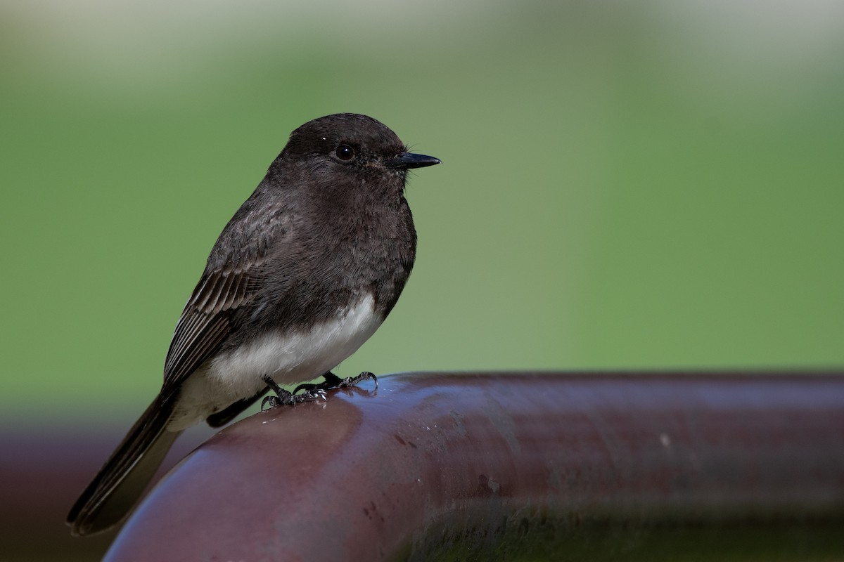 Black Phoebe - ML325422651