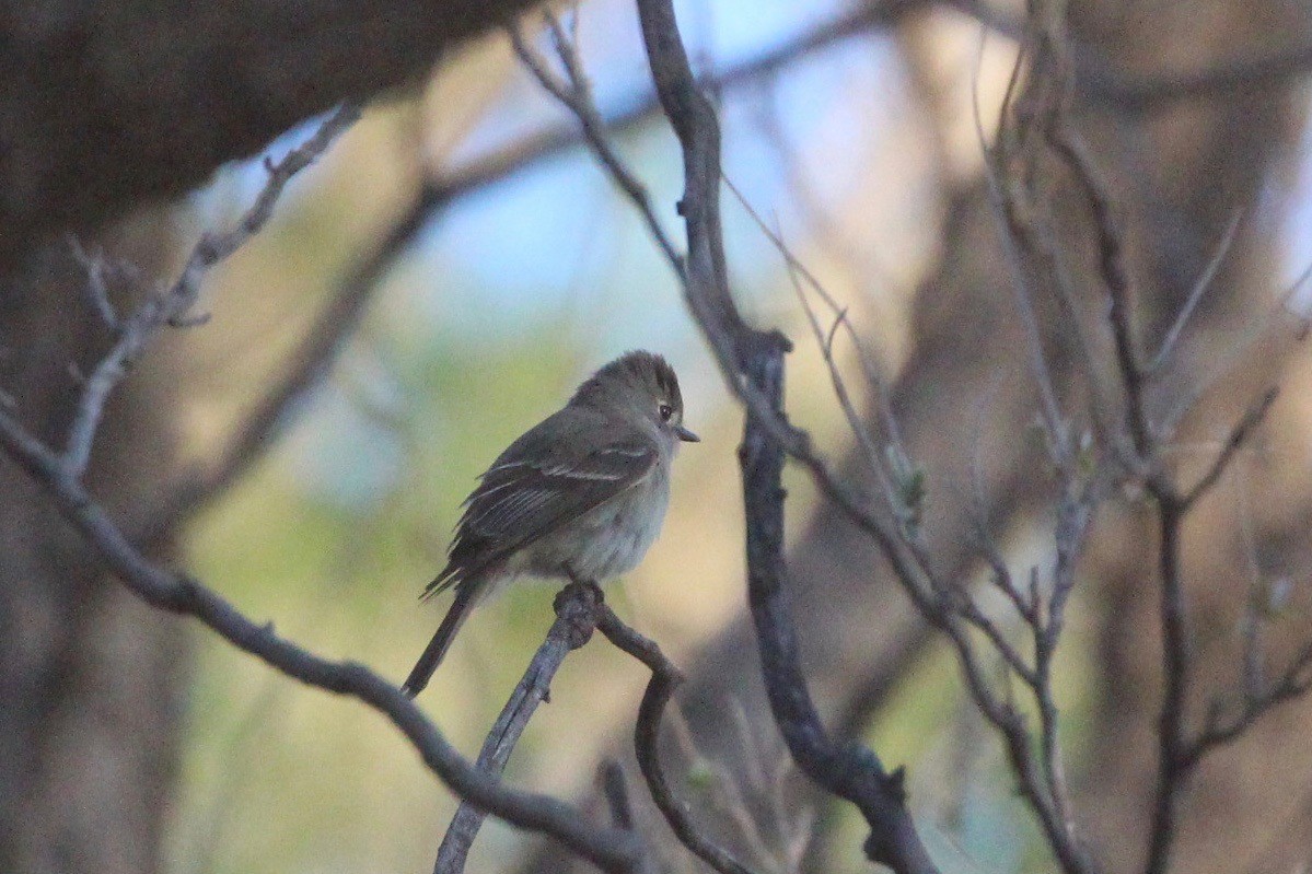 Hammond's Flycatcher - ML325422941