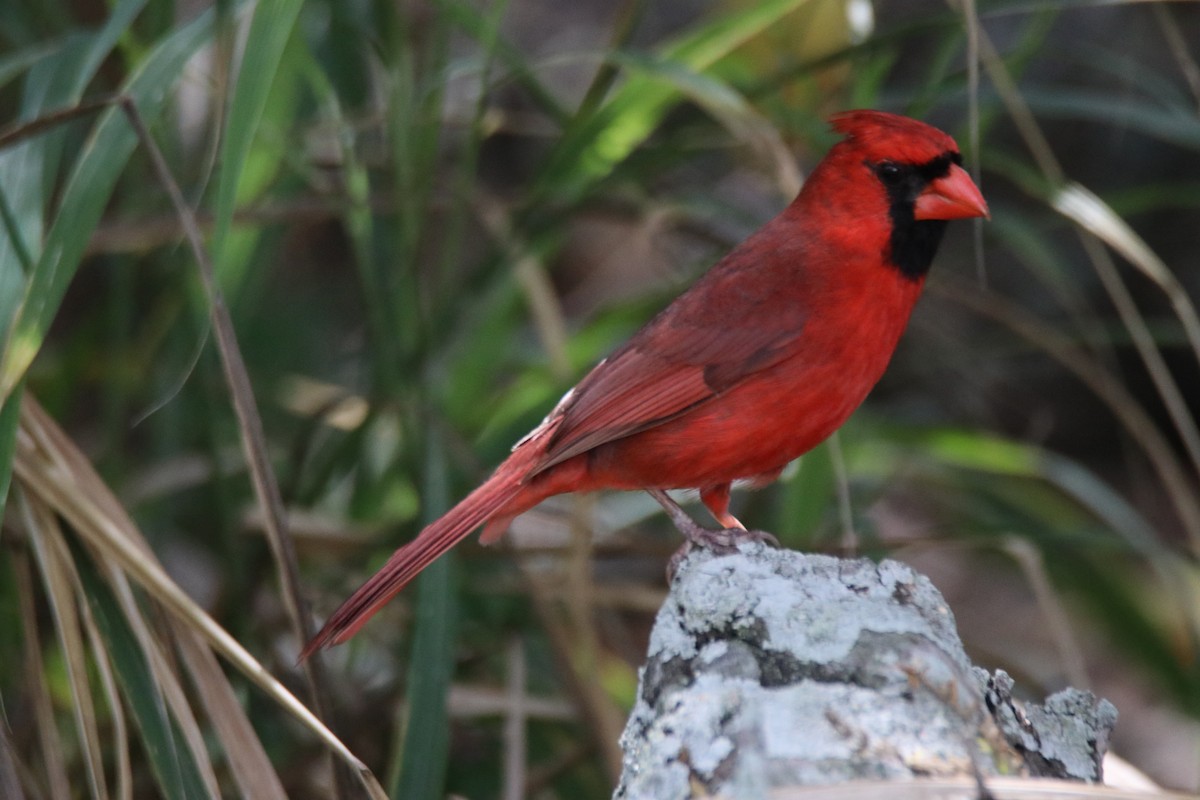 Cardinal rouge - ML325426401