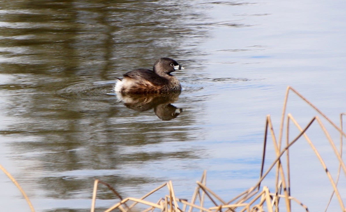 Pied-billed Grebe - ML325427331