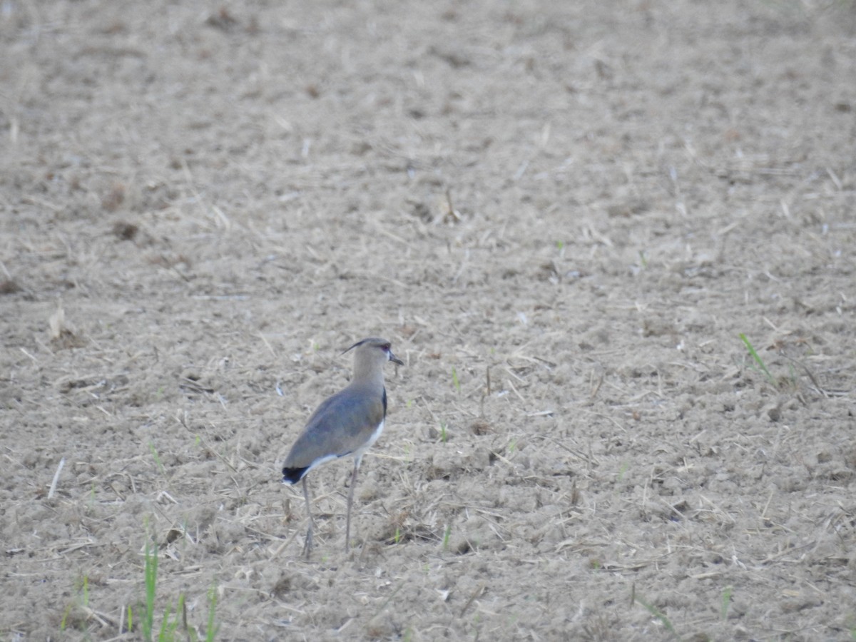 Southern Lapwing - Johana Zuluaga-Bonilla