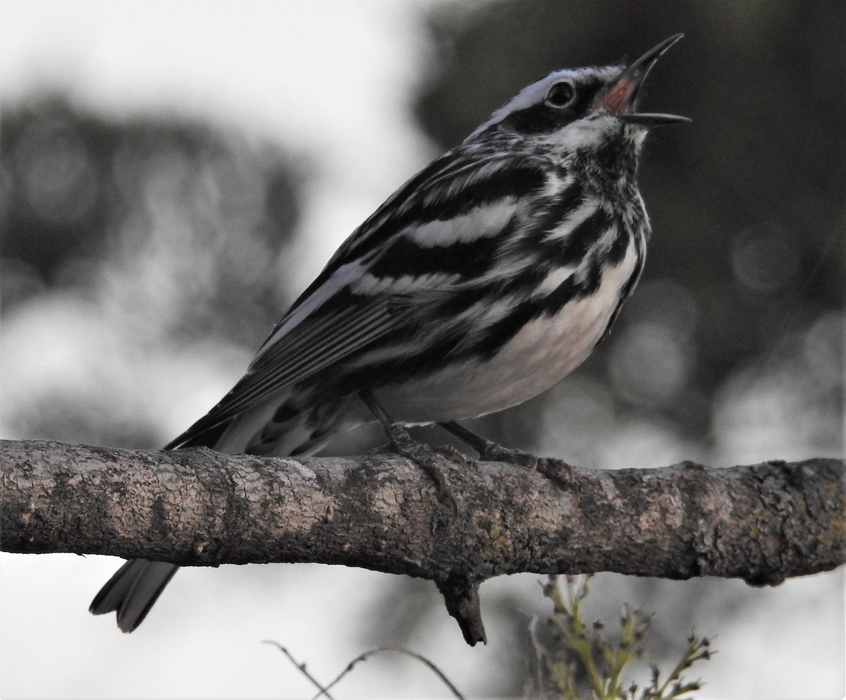 Black-and-white Warbler - ML325427941
