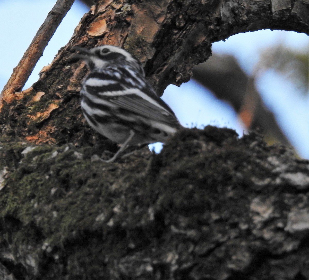 Black-and-white Warbler - ML325427951