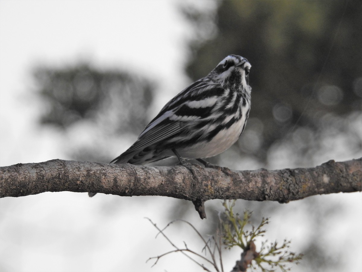 Black-and-white Warbler - ML325427971