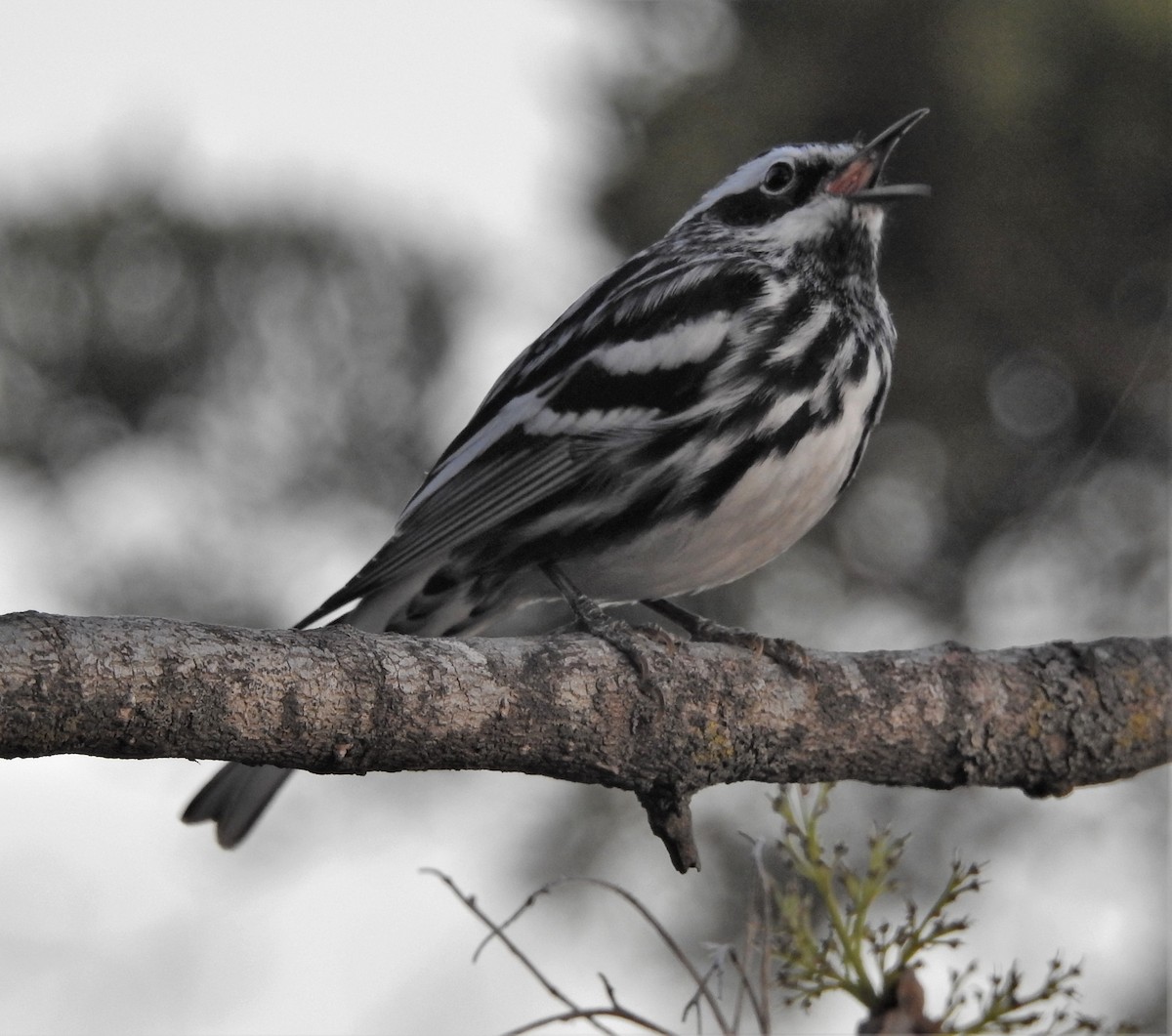 Black-and-white Warbler - ML325428011