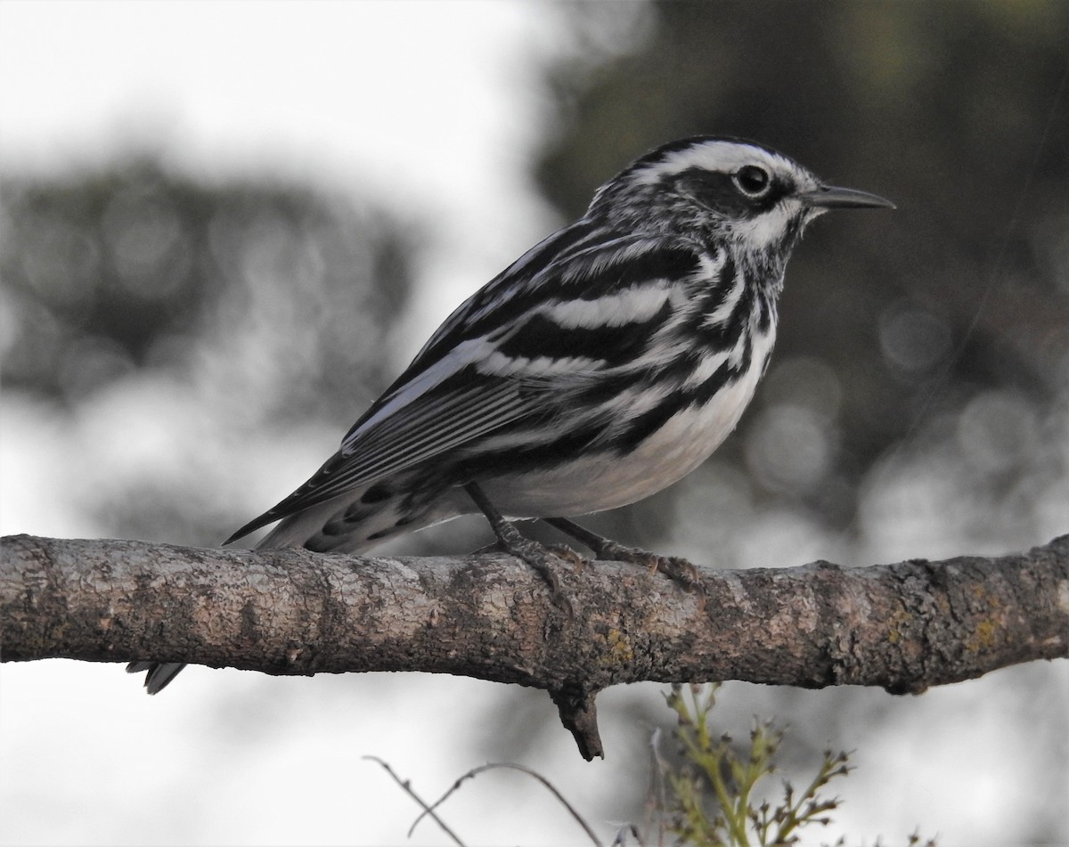 Black-and-white Warbler - ML325428371