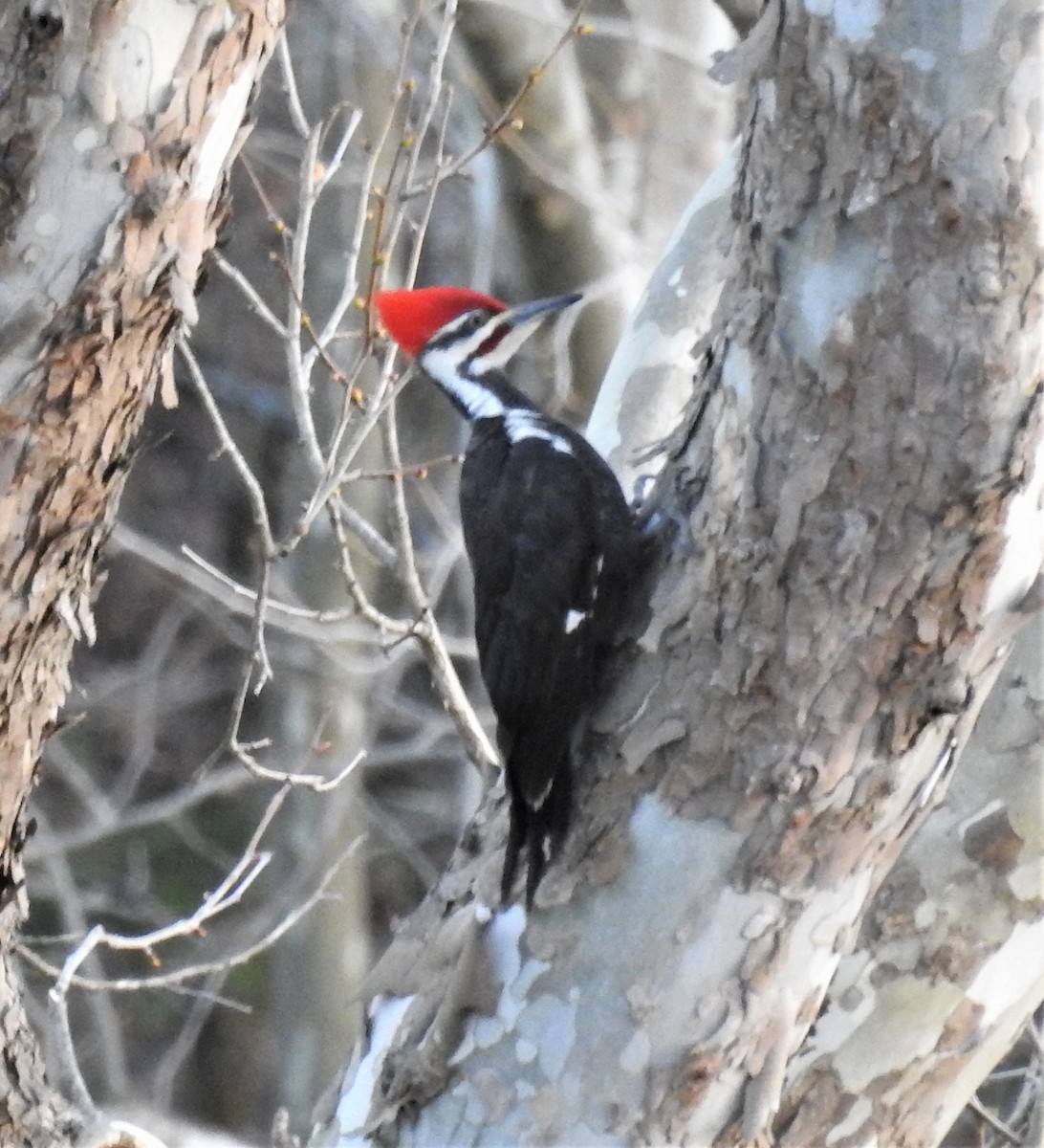 Pileated Woodpecker - ML325428791