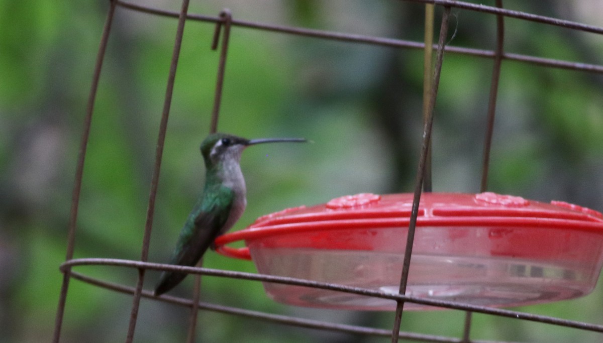 Colibri à gorge bleue - ML32542931