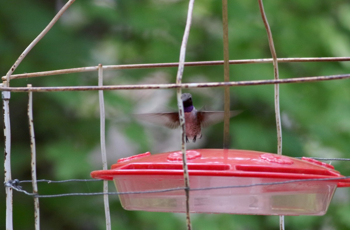 Black-chinned Hummingbird - ML32542941