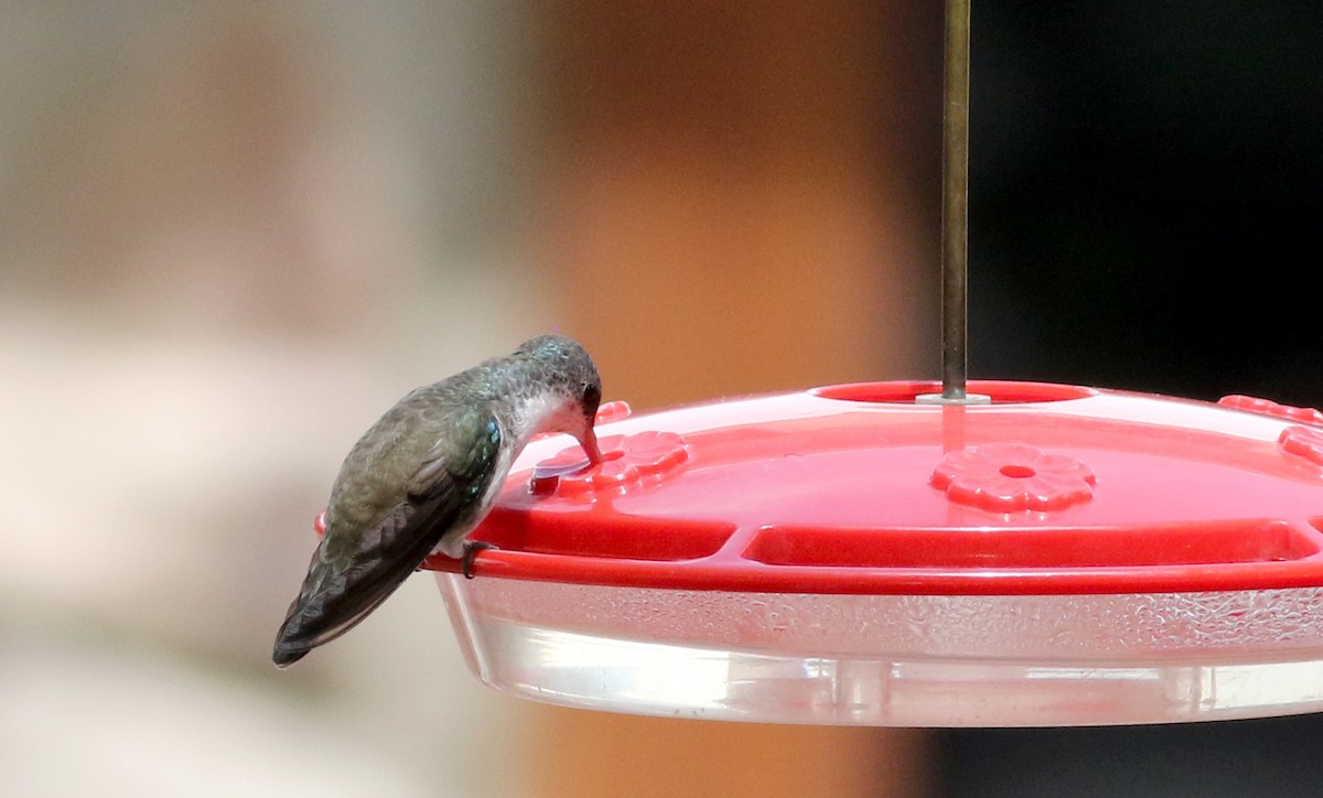 Violet-crowned Hummingbird - ML32542961