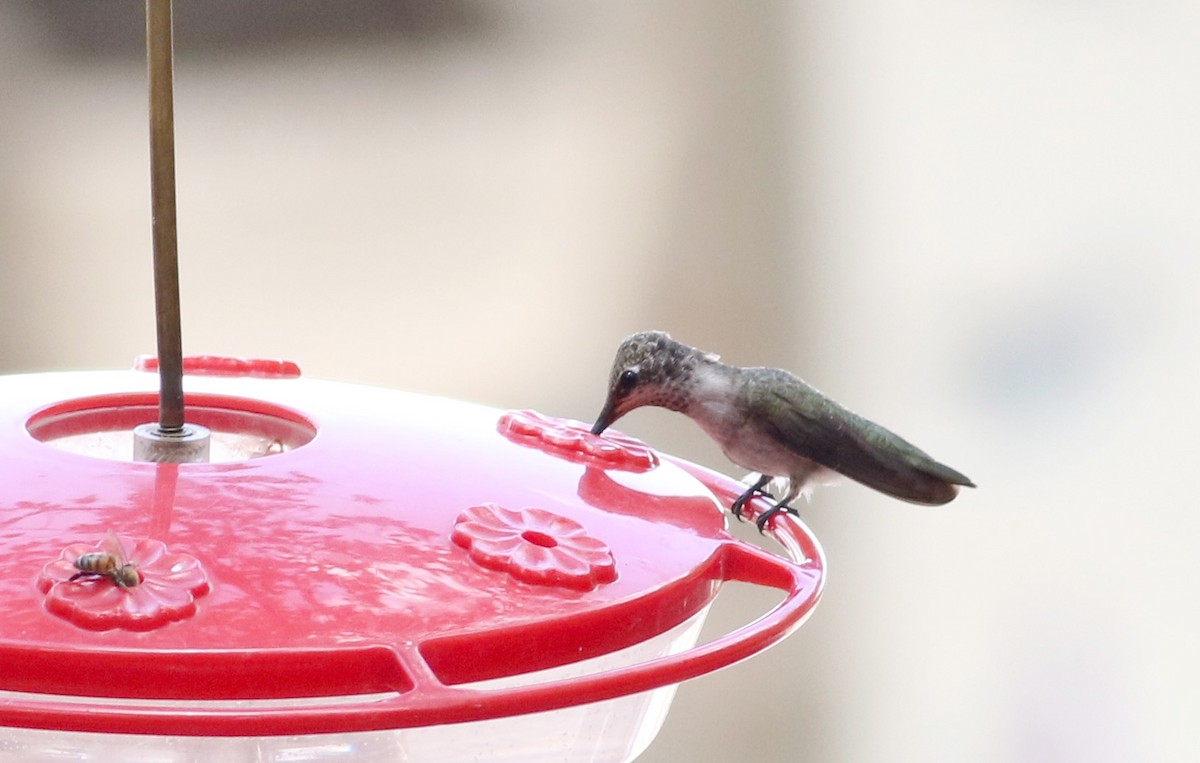 Black-chinned Hummingbird - ML32543011