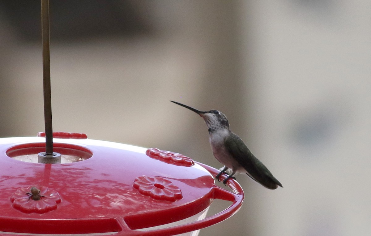 Colibrí Gorjinegro - ML32543031