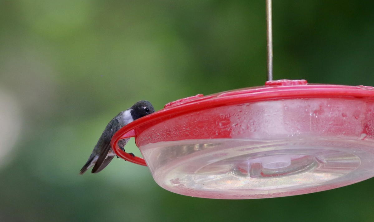 Black-chinned Hummingbird - ML32543041