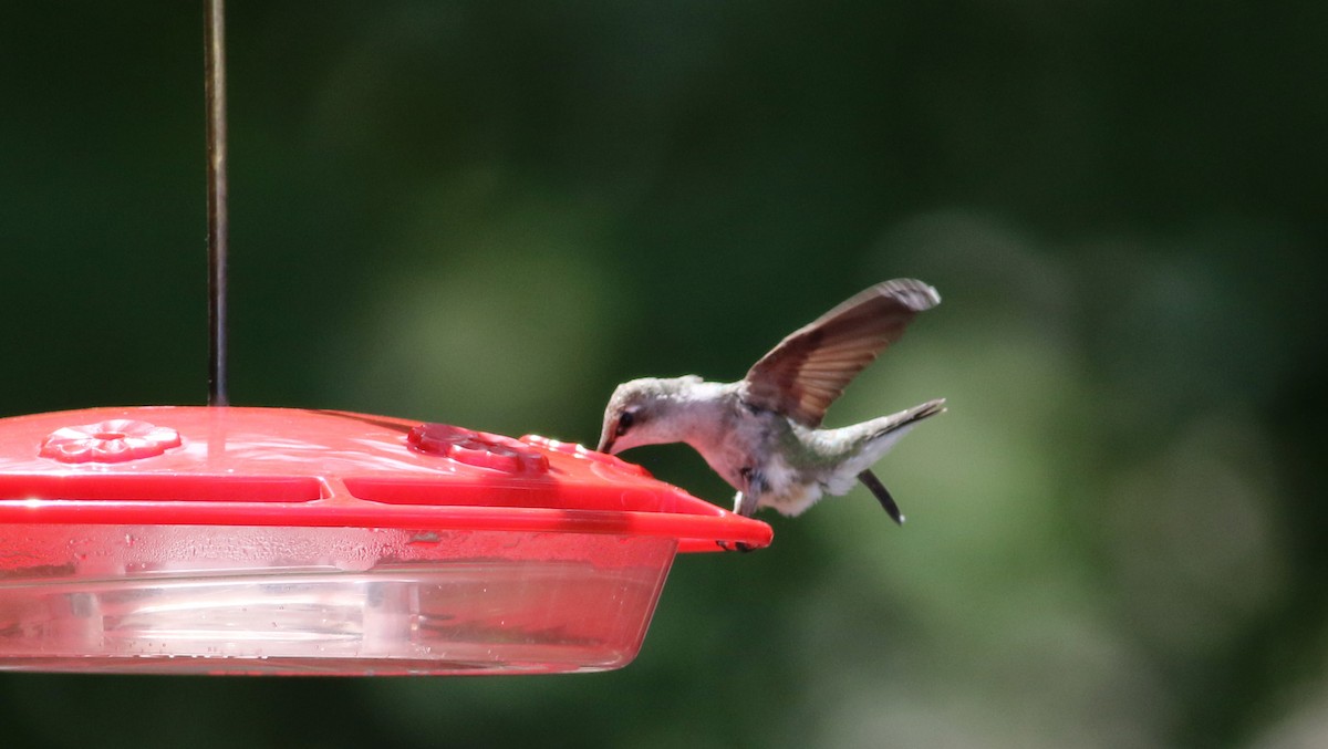 Black-chinned Hummingbird - ML32543051