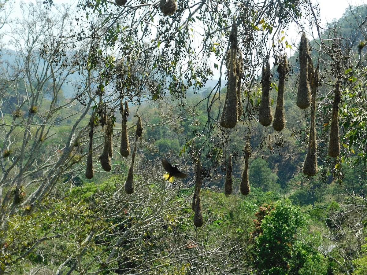 Chestnut-headed Oropendola - ML325431201