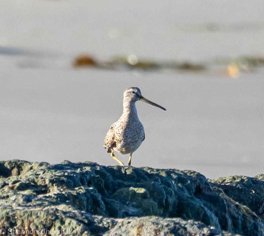 Short-billed Dowitcher - ML325432031