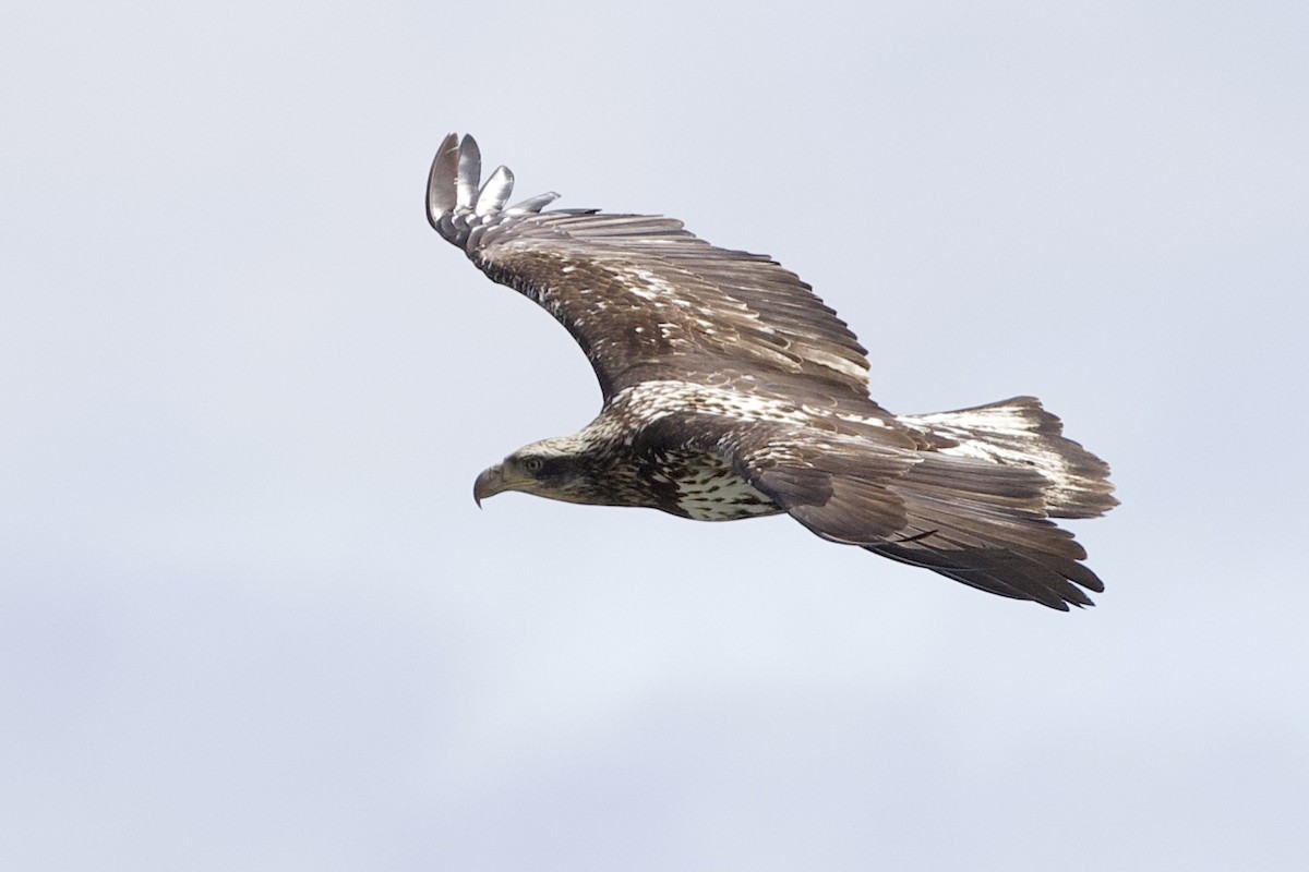 Bald Eagle - ML325432461