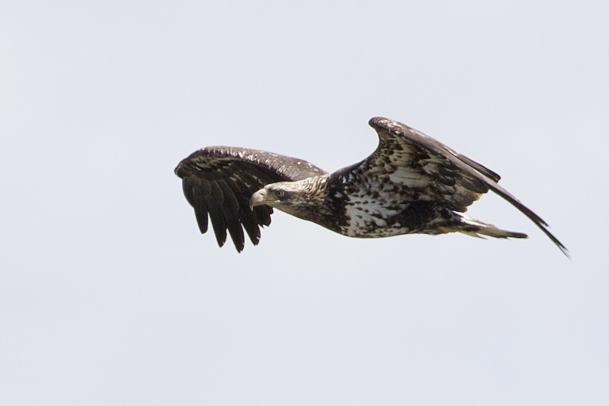 Bald Eagle - ML325432471