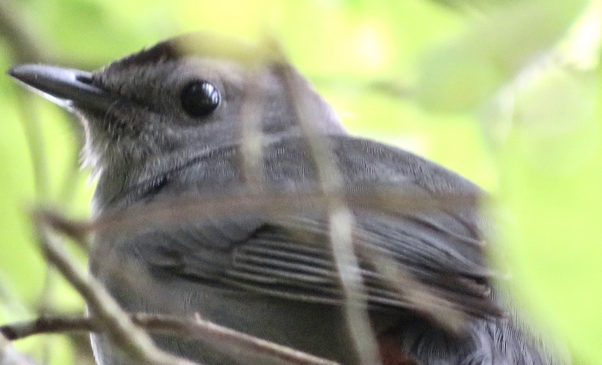 Gray Catbird - ML325433201