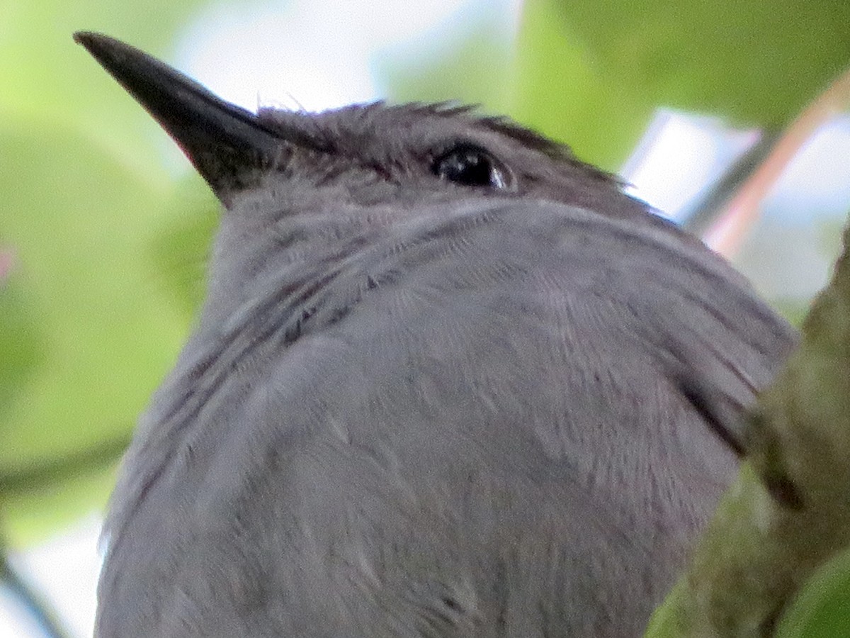 Gray Catbird - ML325433241