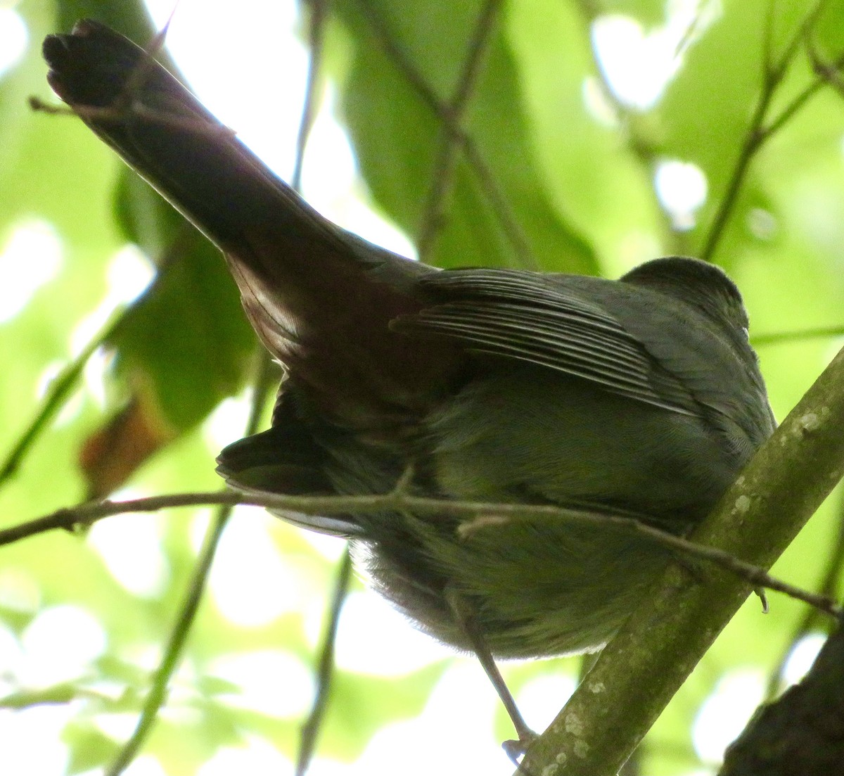 Gray Catbird - ML325433461