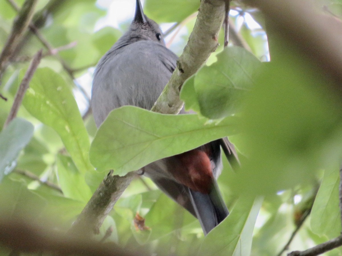 Gray Catbird - ML325433491