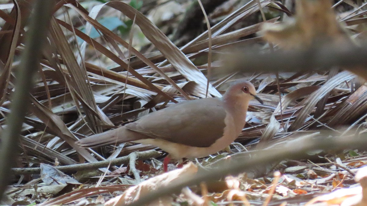 White-tipped Dove - ML325436611