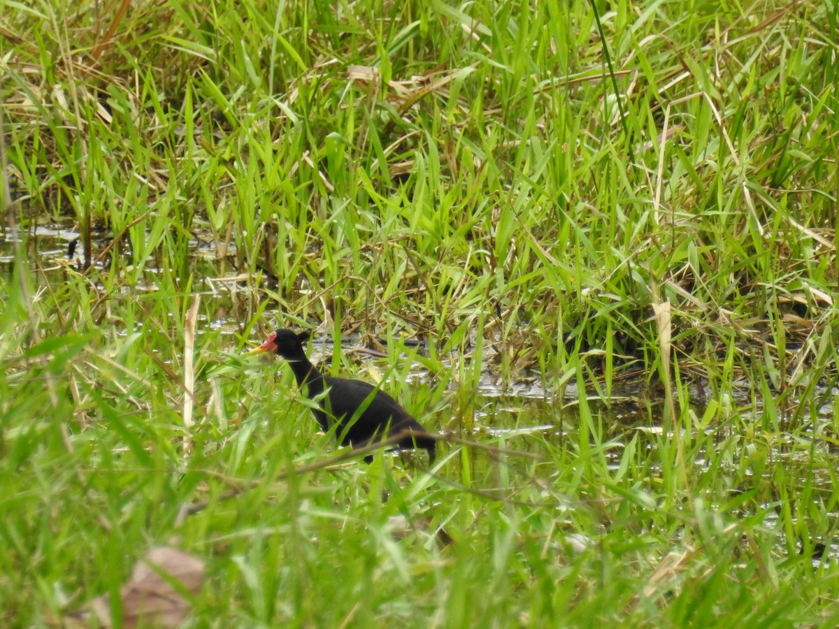 Wattled Jacana - ML325437391