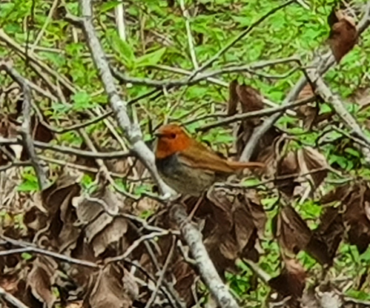 Japanese Robin - Wonseok Jang