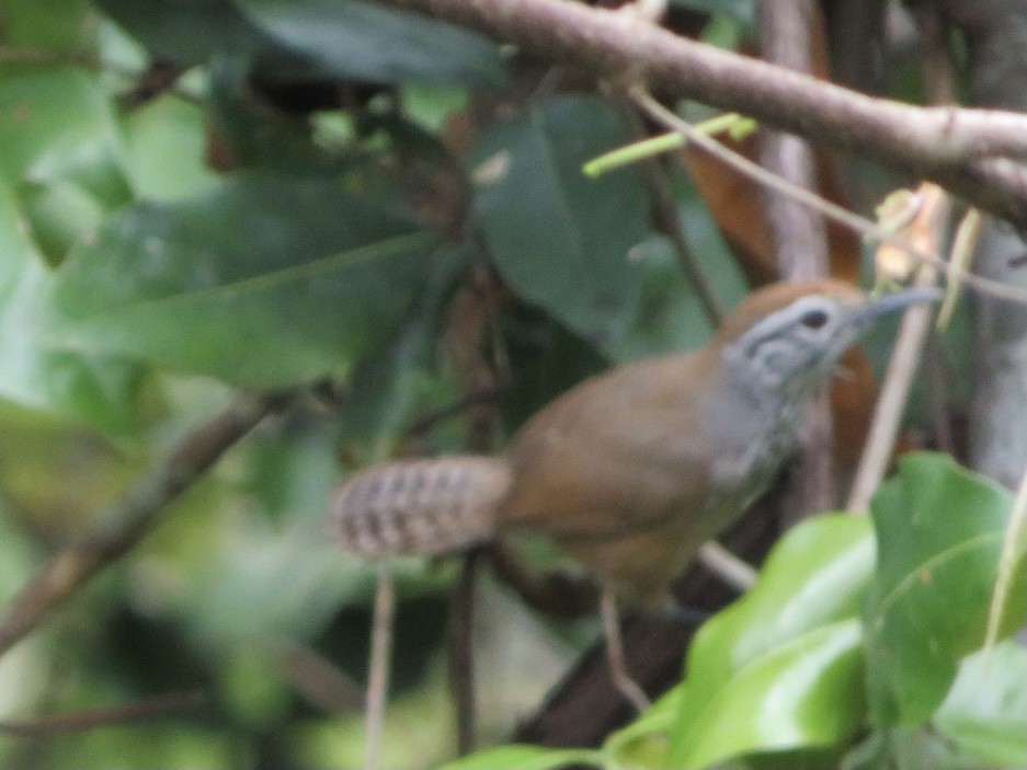 Spot-breasted Wren - ML325440031