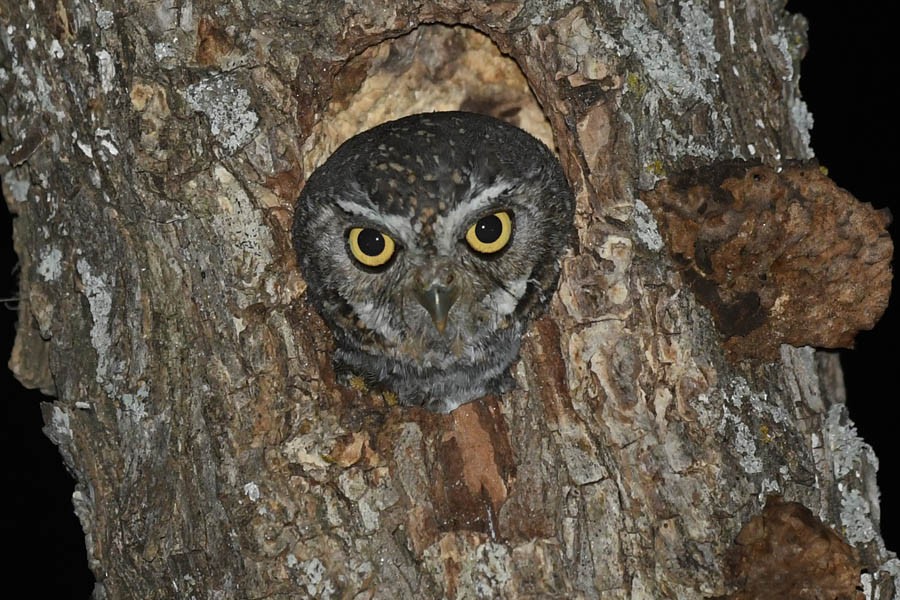 Elf Owl - ML325441811