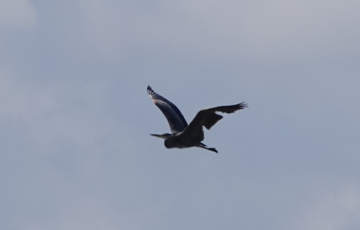 Great Blue Heron - Ann Nightingale