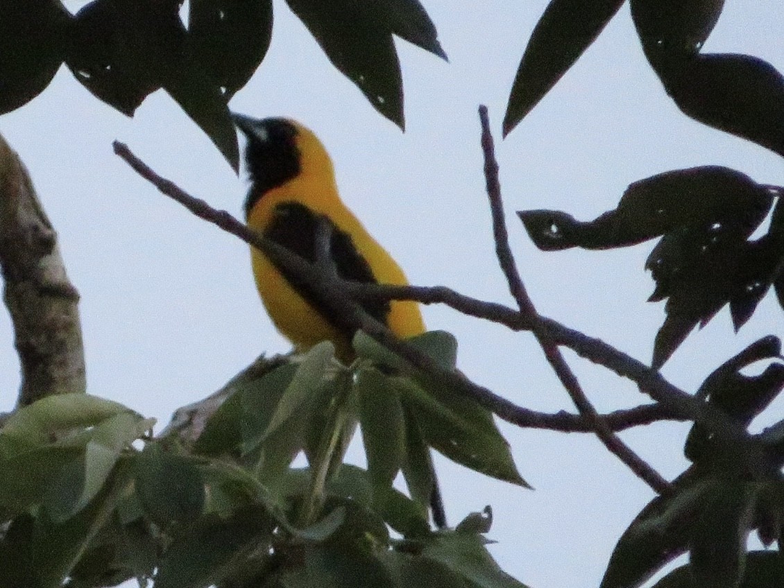 Yellow-backed Oriole - ML325442271