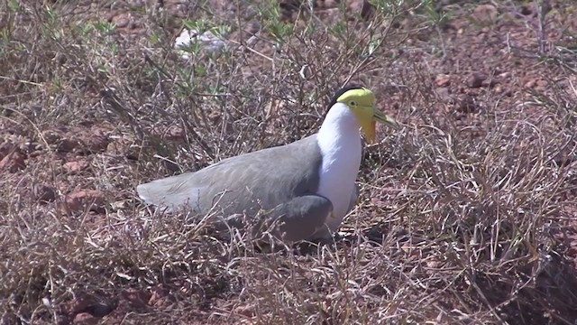 Masked Lapwing (Masked) - ML325444271