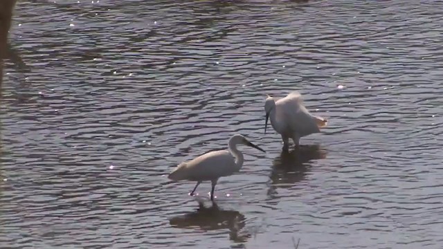 Plumed Egret - ML325444531