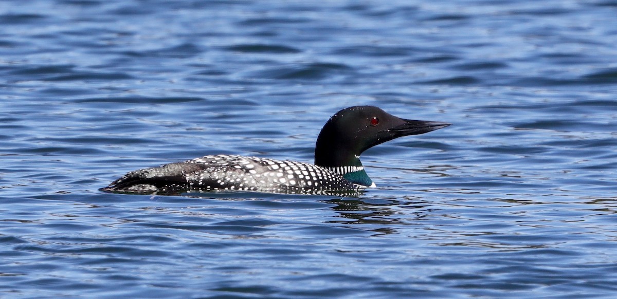 Common Loon - ML325446121