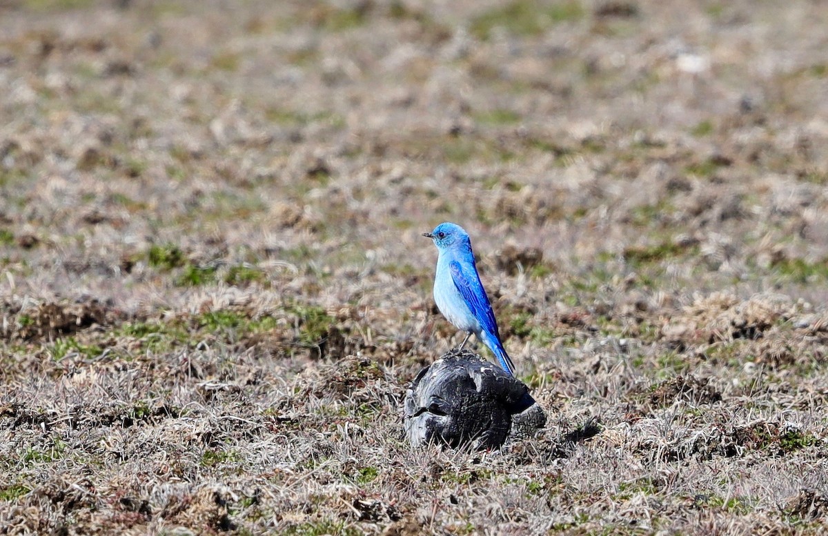 Mountain Bluebird - ML325446151