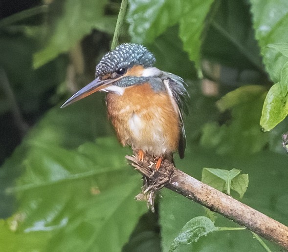 Common Kingfisher - ML325446531