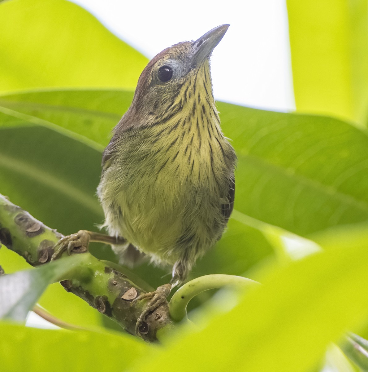 Pin-striped Tit-Babbler - Meena Vathyam