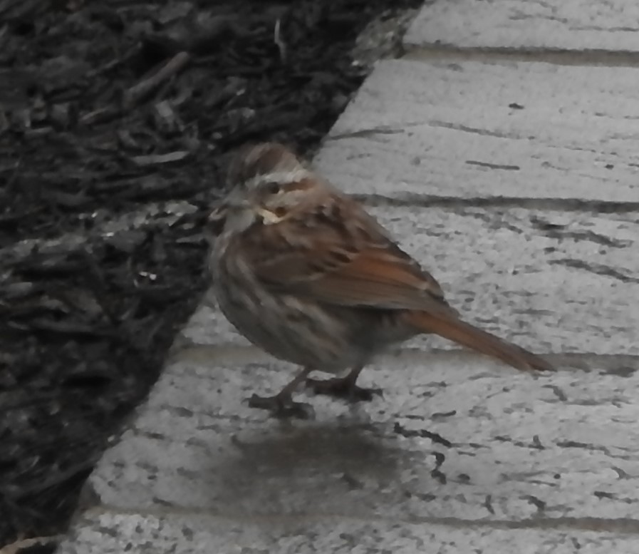 Song Sparrow - ML325447421